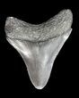 Bargain, Juvenile Megalodon Tooth - Georgia #43043-1